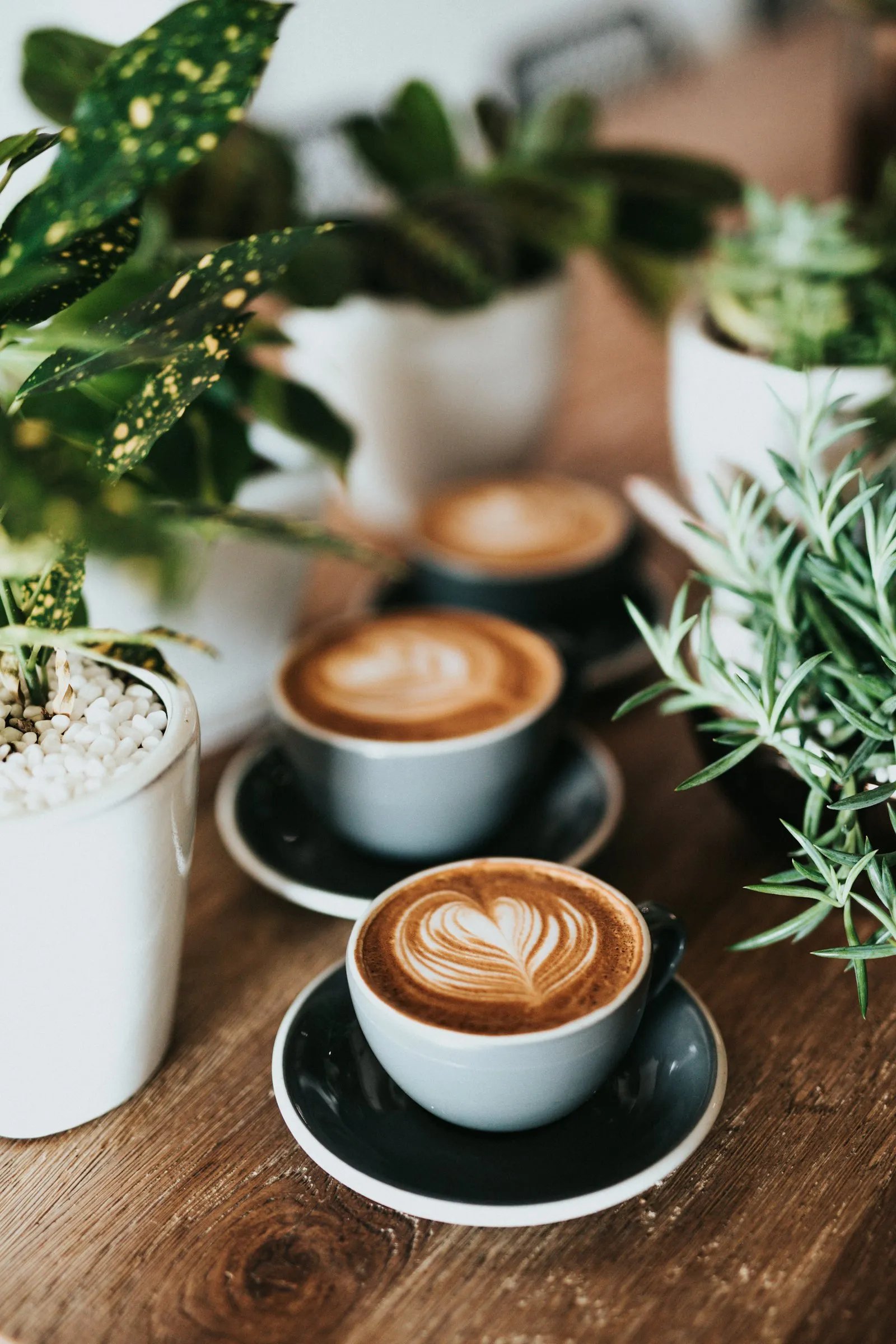 Trei cești de cafea cu lapte, printre plante verzi